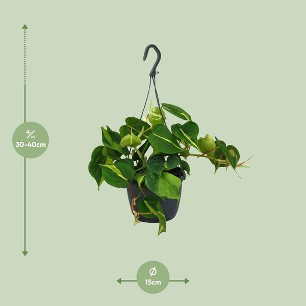 Philodendron Scandens Brasil - Ø15cm - ↕35cm - 123flora.nl