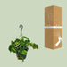 Philodendron Scandens Brasil - Ø15cm - ↕35cm - 123flora.nl