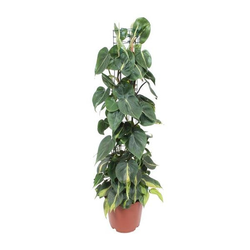 Philodendron Scandens Brasil - Ø24cm - ↕120cm - 123flora.nl