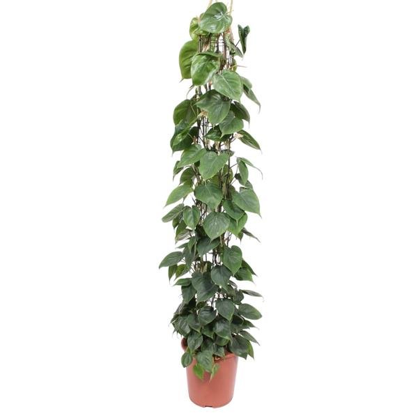 Philodendron Scandens gaasrek - 160 cm - ø27 - 123flora.nl