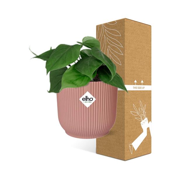 Philodendron Scandens in ELHO Vibes Fold 14cm roze - 123flora.nl