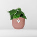 Philodendron Scandens in ELHO Vibes Fold 14cm roze - 123flora.nl