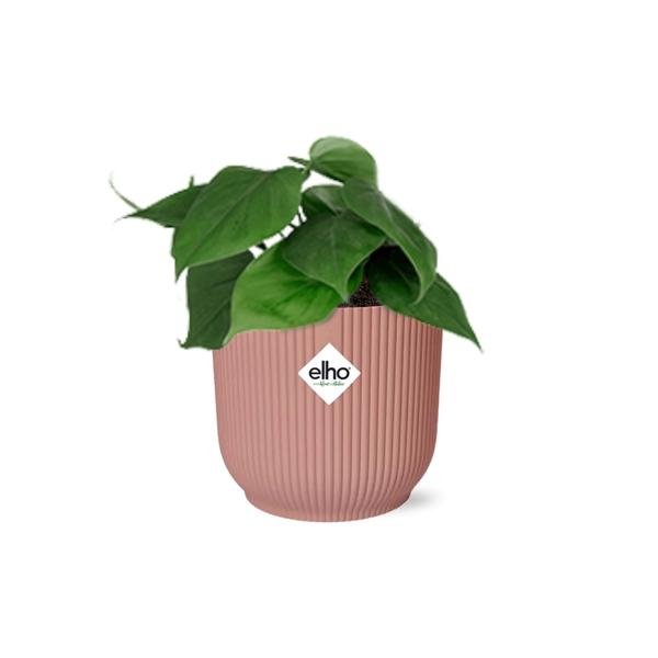 Philodendron Scandens in ELHO Vibes Fold 14cm roze - 123flora.nl