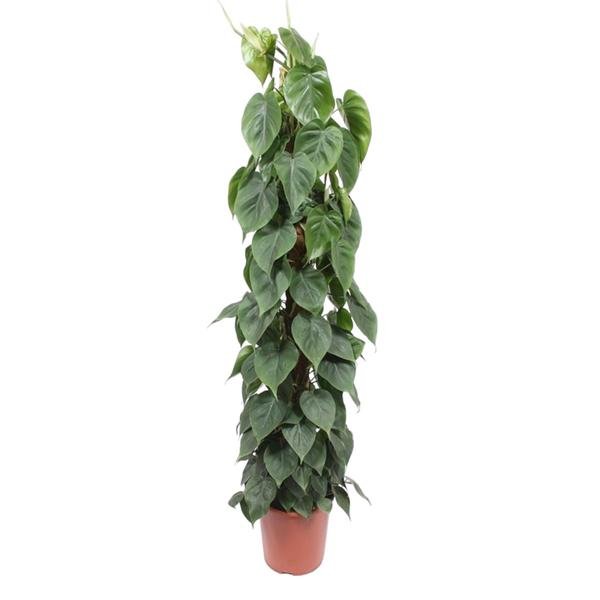 Philodendron Scandens mosstok - 150 cm - ø27 - 123flora.nl