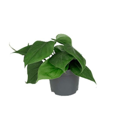 Philodendron Scandens Ø12cm - ↕15cm - 123flora.nl