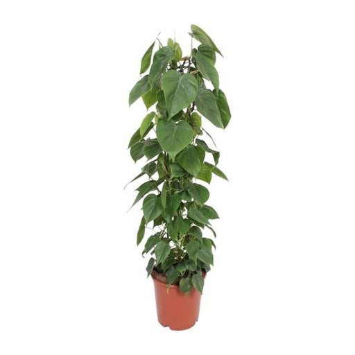 Philodendron Scandens - Ø24cm - ↕120cm - 123flora.nl