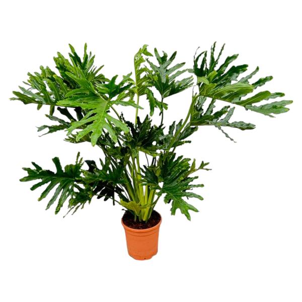 Philodendron Selloum - 130 cm - Ø30 - 123flora.nl