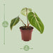 Philodendron Selloum Atom - Ø12cm - ↕25cm - 123flora.nl