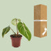 Philodendron Selloum Atom - Ø12cm - ↕25cm - 123flora.nl