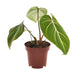 Philodendron Selloum Atom - Ø12cm - ↕25cm - 123flora.nl