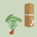 Philodendron Sodiroi - Ø15cm - ↕45cm - 123flora.nl