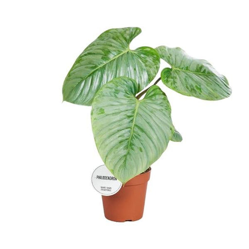 Philodendron Sodiroi - Ø15cm - ↕45cm - 123flora.nl