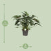 Philodendron Xanadu - Ø21cm - ↕65cm - 123flora.nl