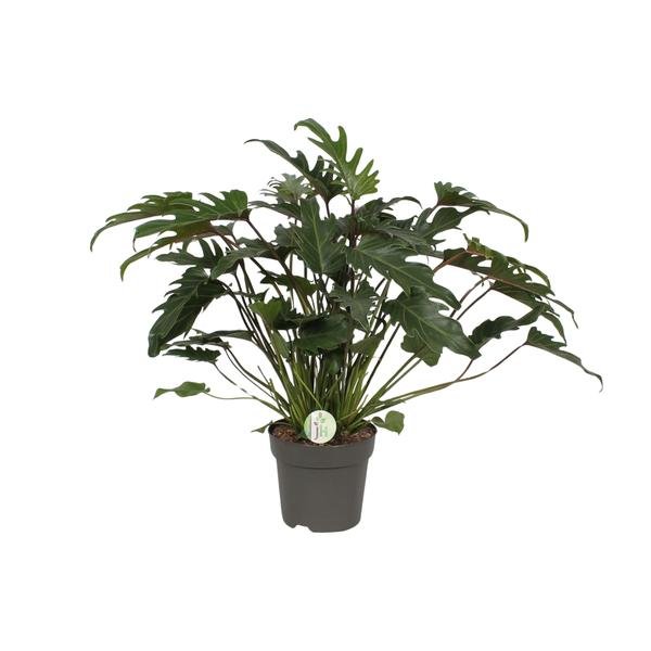 Philodendron Xanadu - Ø21cm - ↕65cm - 123flora.nl