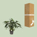 Philodendron Xanadu - Ø21cm - ↕65cm - 123flora.nl