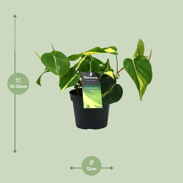 Philondendron Brasil Scandens - Ø12cm - ↕20cm - 123flora.nl