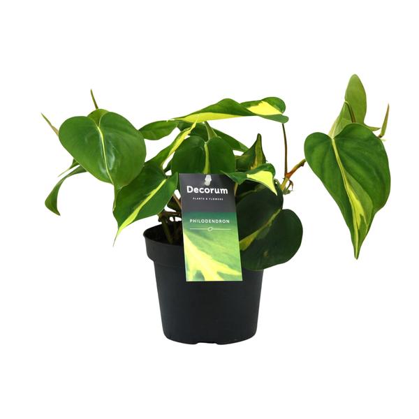 Philondendron Brasil Scandens - Ø12cm - ↕20cm - 123flora.nl