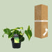 Philondendron Brasil Scandens - Ø12cm - ↕20cm - 123flora.nl