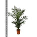 Phoenix Canariensis - 130cm- ø20 - 123flora.nl