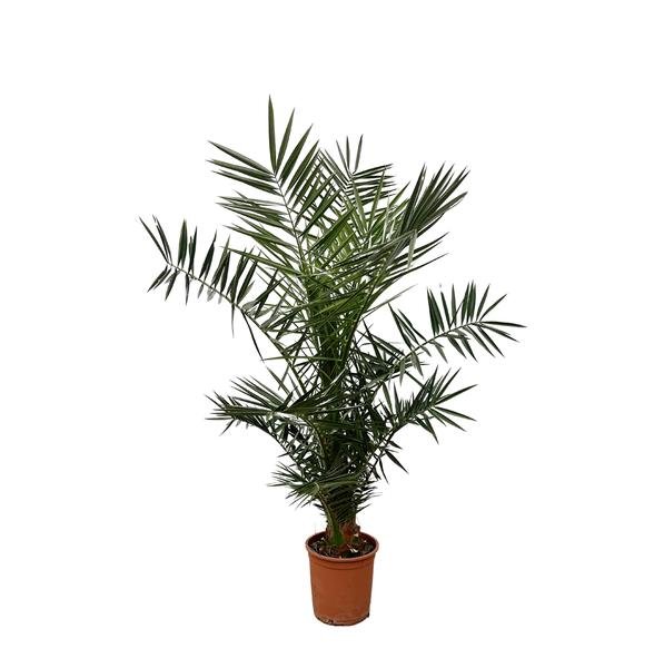 Phoenix Canariensis - 130cm- ø20 - 123flora.nl