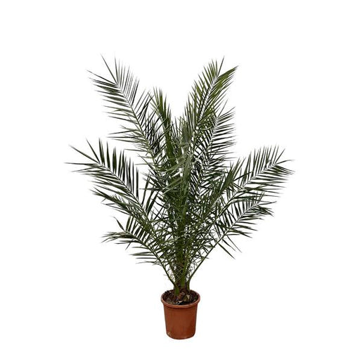 Phoenix Canariensis - 180cm- Ø25 - 123flora.nl