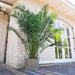 Phoenix Canariensis - 220cm - ø35 - 123flora.nl