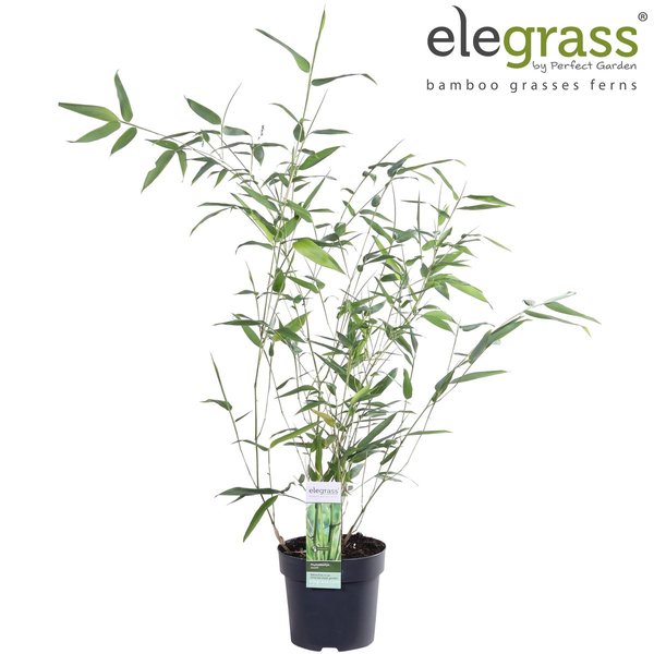 Phyllostachys 'Bissetii' - ↨40cm - Ø14 - 123flora.nl