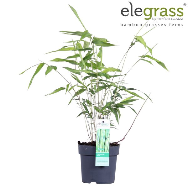 Phyllostachys 'Bissetii' - ↨40cm - Ø14 - 123flora.nl