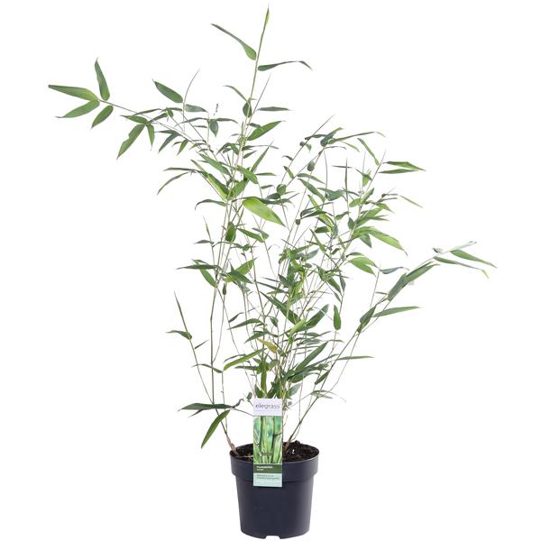 Phyllostachys 'Bissetii' - ↨40cm - Ø14 - 123flora.nl