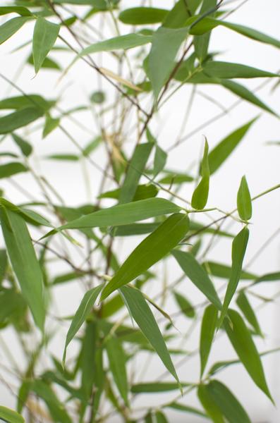 Phyllostachys 'Bissetii' - ↨40cm - Ø14 - 123flora.nl