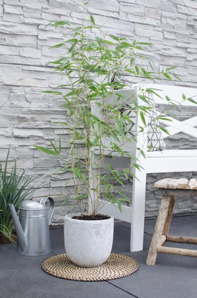 Phyllostachys 'Bissetii' - ↨40cm - Ø14 - 123flora.nl