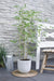 Phyllostachys 'Bissetii' - ↨40cm - Ø14 - 123flora.nl