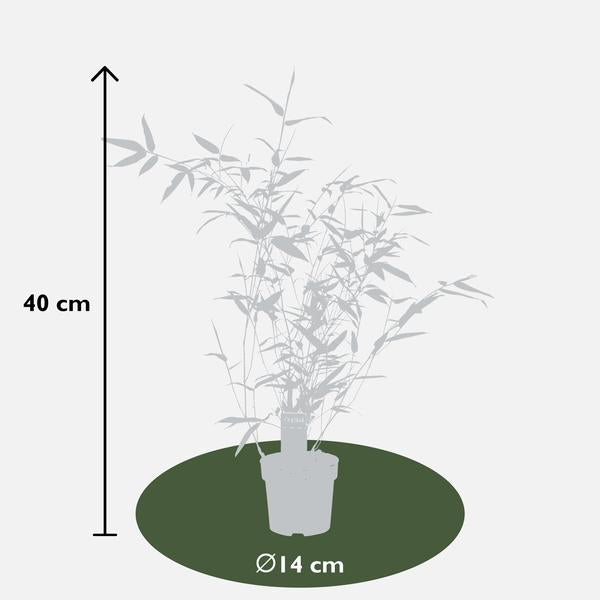 Phyllostachys 'Bissetii' - ↨40cm - Ø14 - 123flora.nl