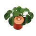 Pilea Peperomioides - Ø11cm - ↕15cm - 123flora.nl