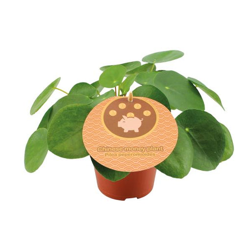 Pilea Peperomioides - Ø12cm - ↕20cm - 123flora.nl