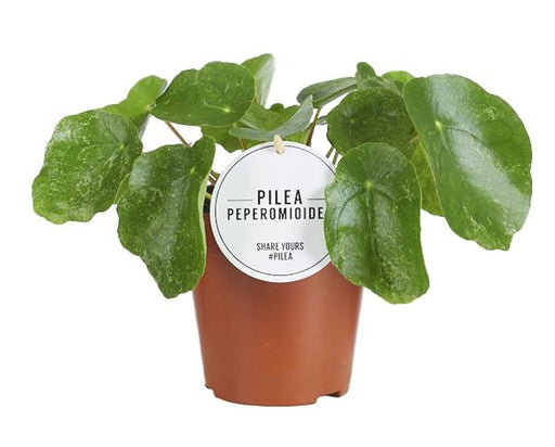 Pilea Sugar - Ø13cm - ↕20cm - 123flora.nl