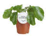 Pilea Sugar - Ø13cm - ↕20cm - 123flora.nl