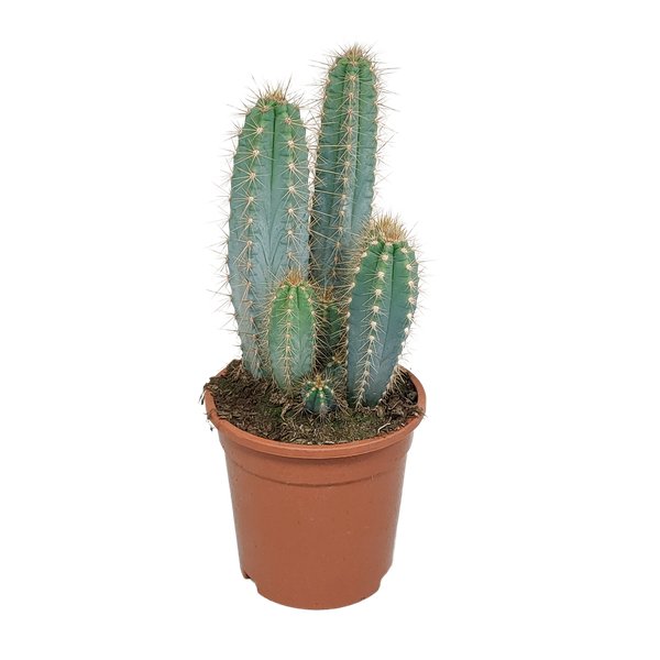 Pilosocereus azureus - 17cm - zonder pot - 123flora.nl