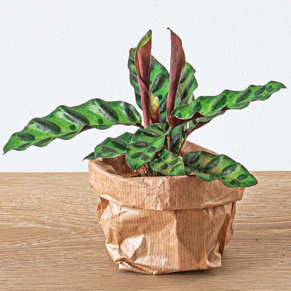 Planten terrarium pakket Calathea Lancifolia - Navulling & Startpakket- DIY - 123flora.nl