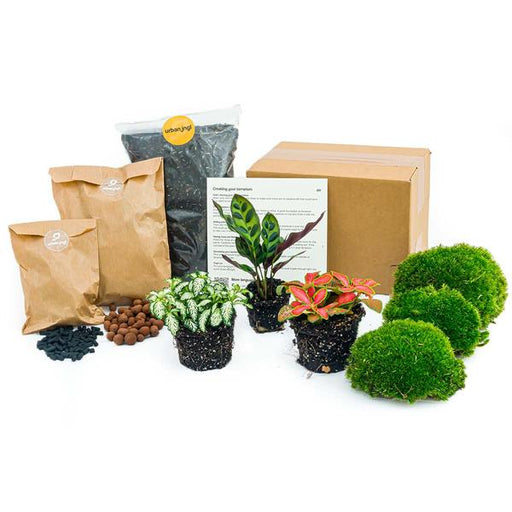Planten terrarium pakket - DIY - Calathea Makoyana - Navulling & Startpakket - Package 1 - 123flora.nl