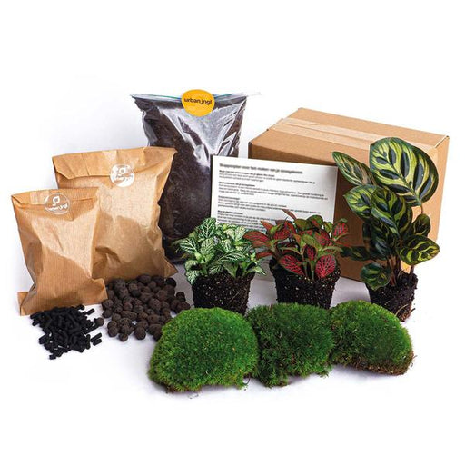 Planten terrarium pakket - DIY - Calathea Makoyana - Navulling & Startpakket - Package 2 - 123flora.nl