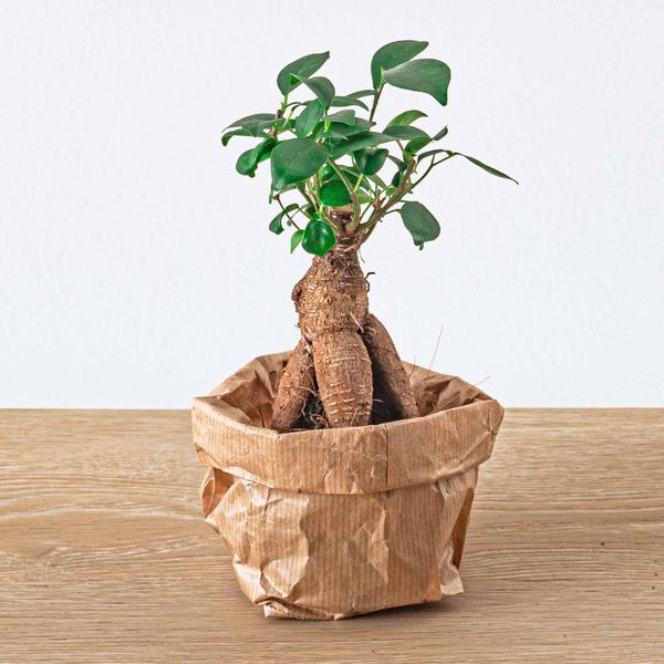 Planten terrarium pakket - Ficus Ginseng bonsai - Navulling & Startpakket- DIY - 123flora.nl