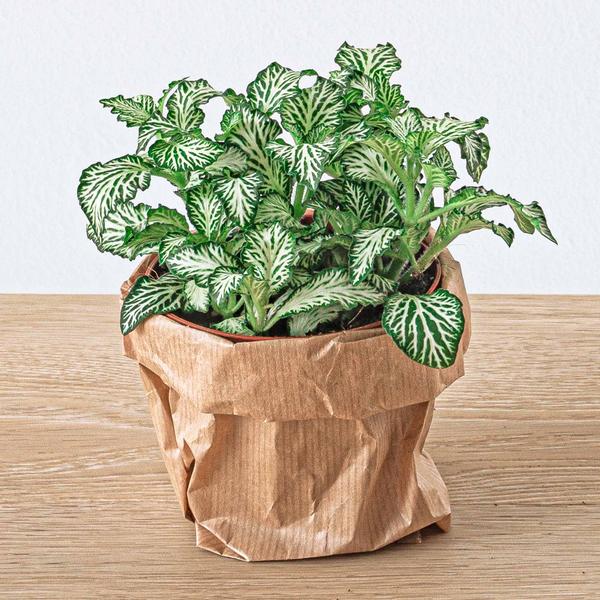 Planten terrarium pakket - Ficus Ginseng bonsai - Navulling & Startpakket- DIY - 123flora.nl