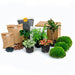 Planten terrarium pakket - Jungle 5 - Coffea - Varen - Palm - 2x Fittonia - Navulling & Startpakket- DIY - 123flora.nl