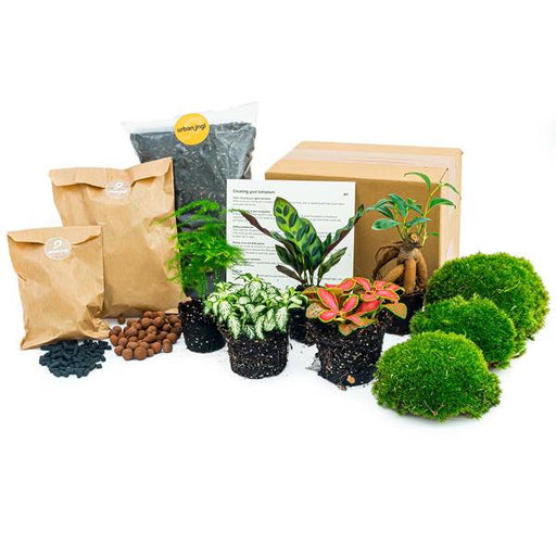 Planten terrarium pakket - Lancifolia - Bonsai - Asparagus - 5 planten - Navulling & Startpakket- DIY - 123flora.nl
