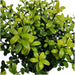 Plants by Frank - 1 meter Hulst haag - Ilex crenata 'Jenny'® - Set van 6 winterharde haagplanten - Groenblijvende haag - Vers van de kwekerij geleverd - 123flora.nl