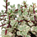 Portulacaria afra Variegata 10,5cm - in witte pot - 123flora.nl