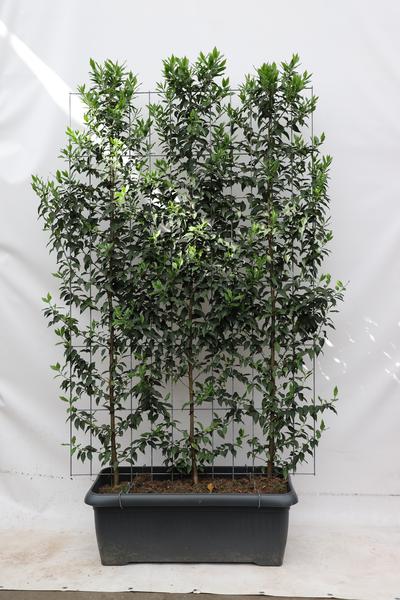 Prunus l. 'Angustifolia' - ↨180cm - 1 pcs - 123flora.nl