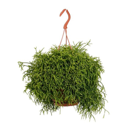 Rhipsalis Baccifera Oasis - Ø17cm - ↕45cm - 123flora.nl