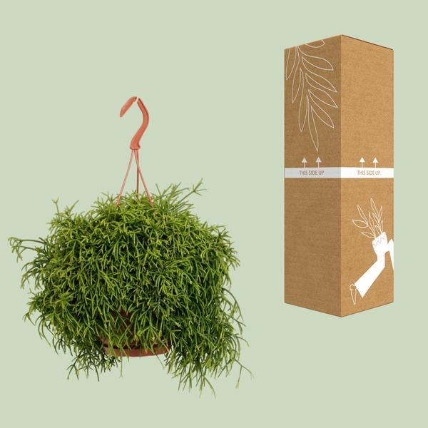 Rhipsalis Baccifera Oasis - Ø17cm - ↕45cm - 123flora.nl